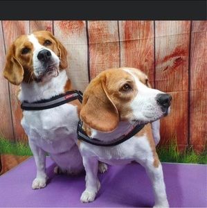 Meet your Posher, Ann